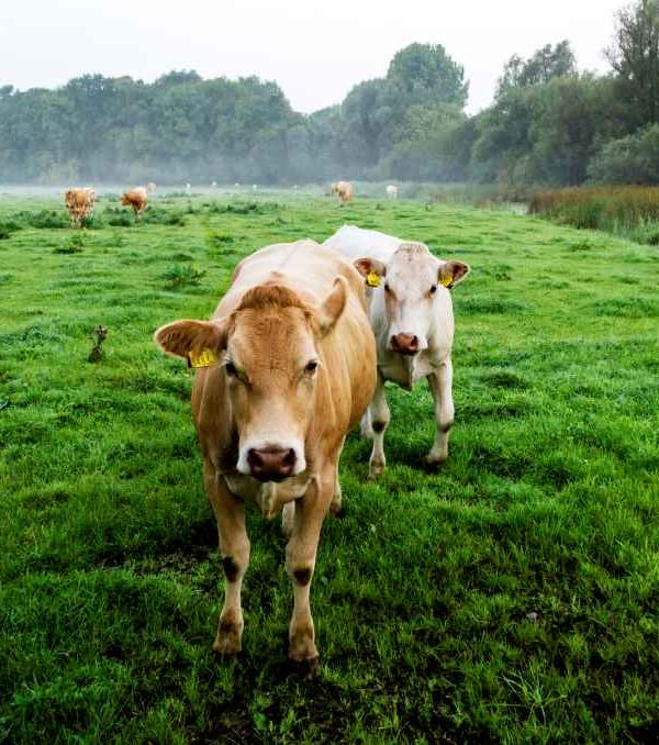 vacas holanda