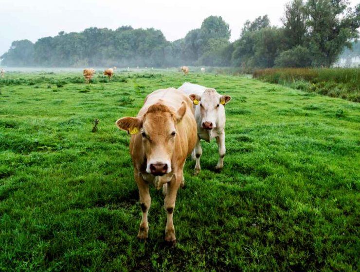 vacas holanda