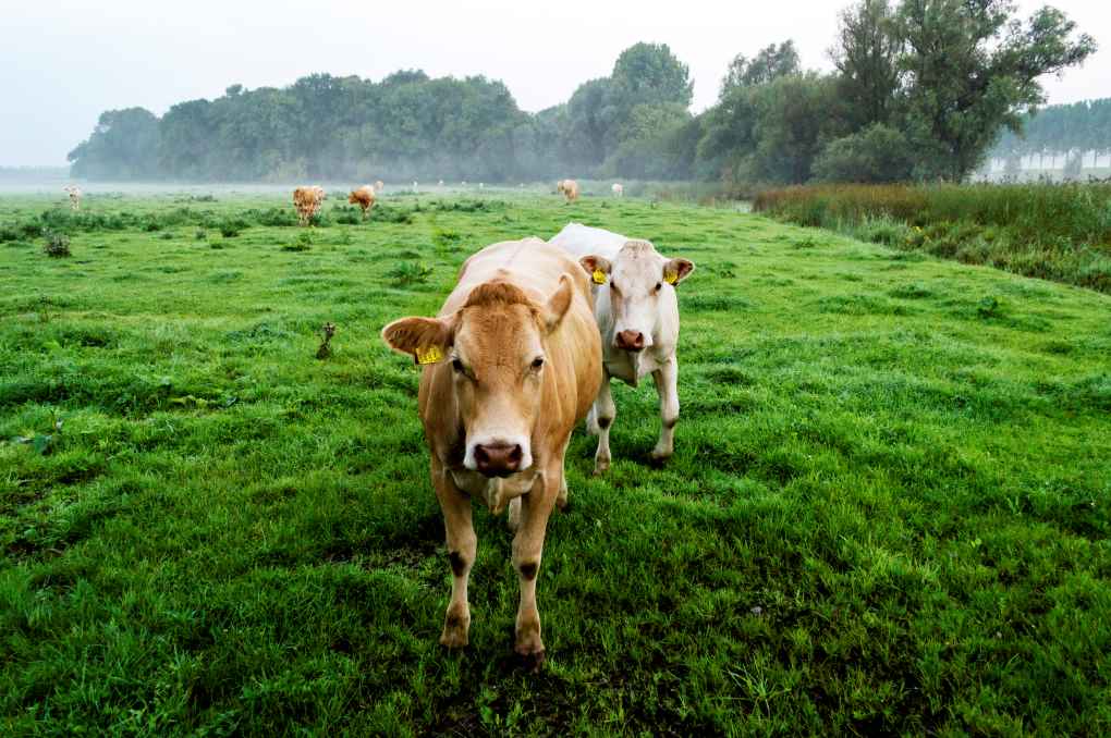 vacas holanda