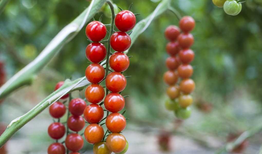 Tomates