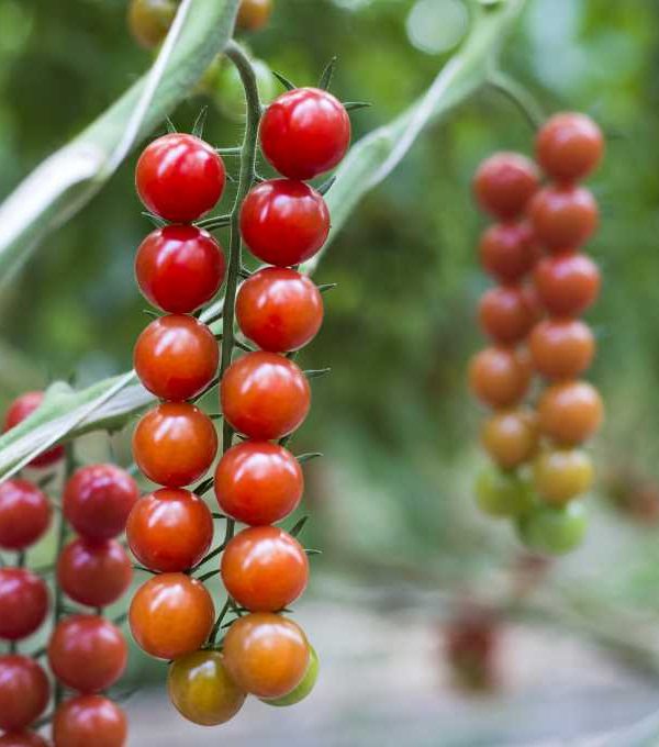 Tomates