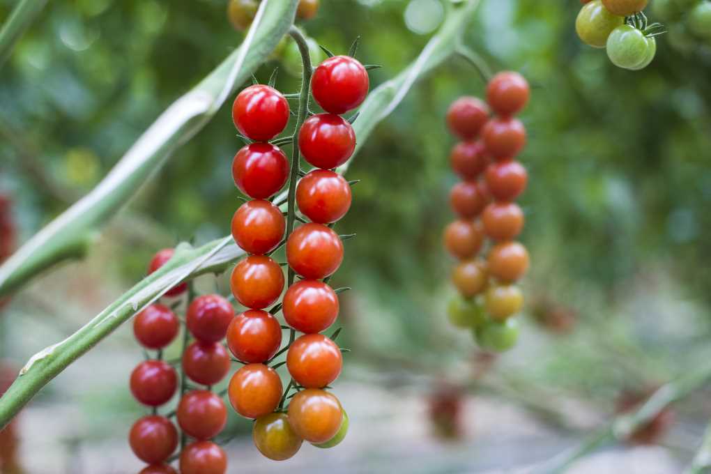 Tomates