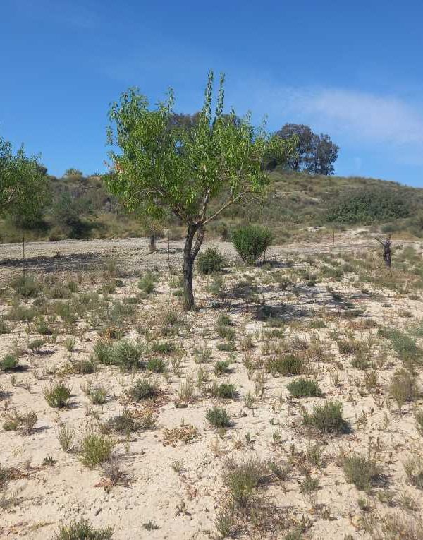 Almendros