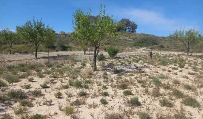 Almendros
