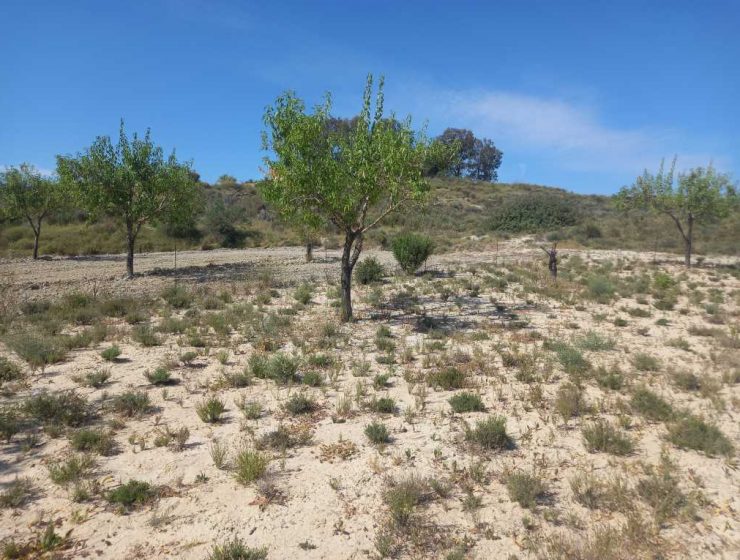 Almendros