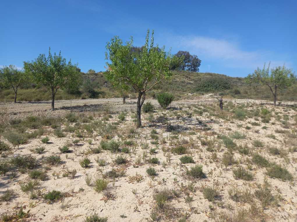 Almendros