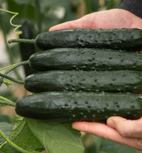 Pepinos Nunhems
