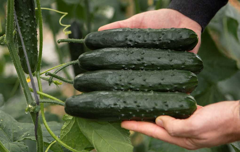 Pepinos Nunhems
