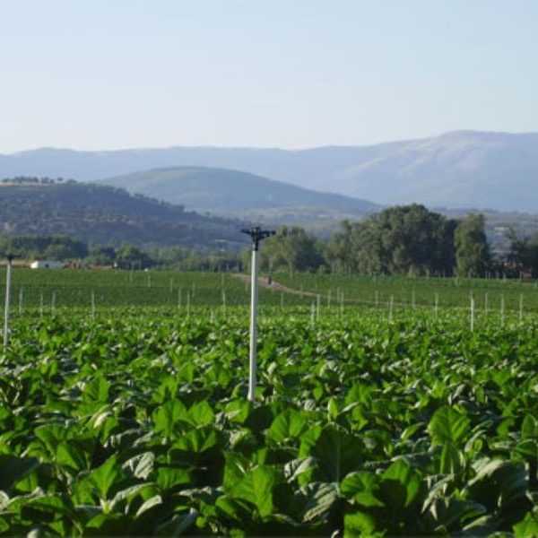 frutas y hortalizas mundial