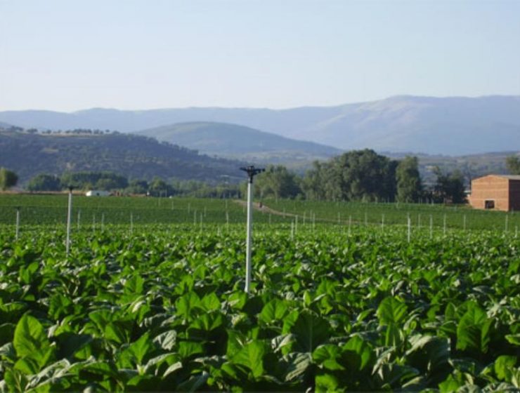 frutas y hortalizas mundial