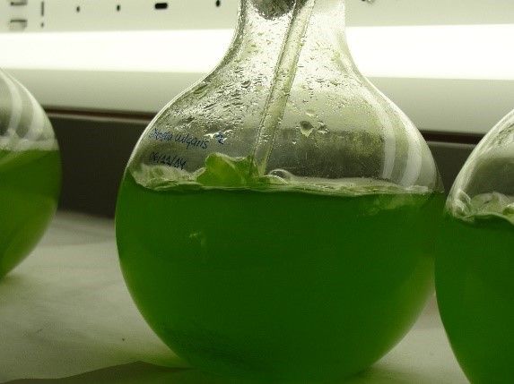 microalgas
