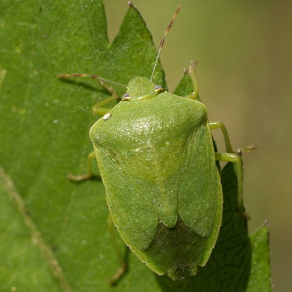 panderola