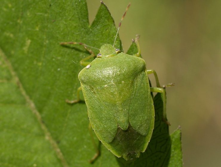 panderola