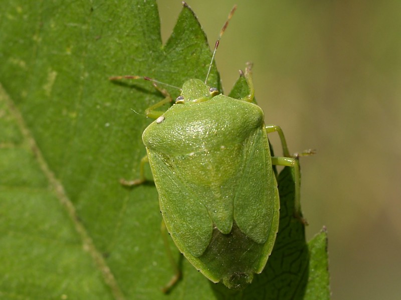 panderola
