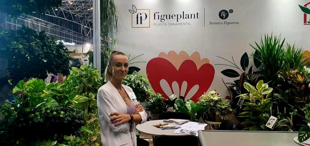 Iberflora Figueplant