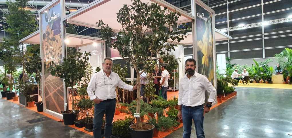 Iberflora Zuaime