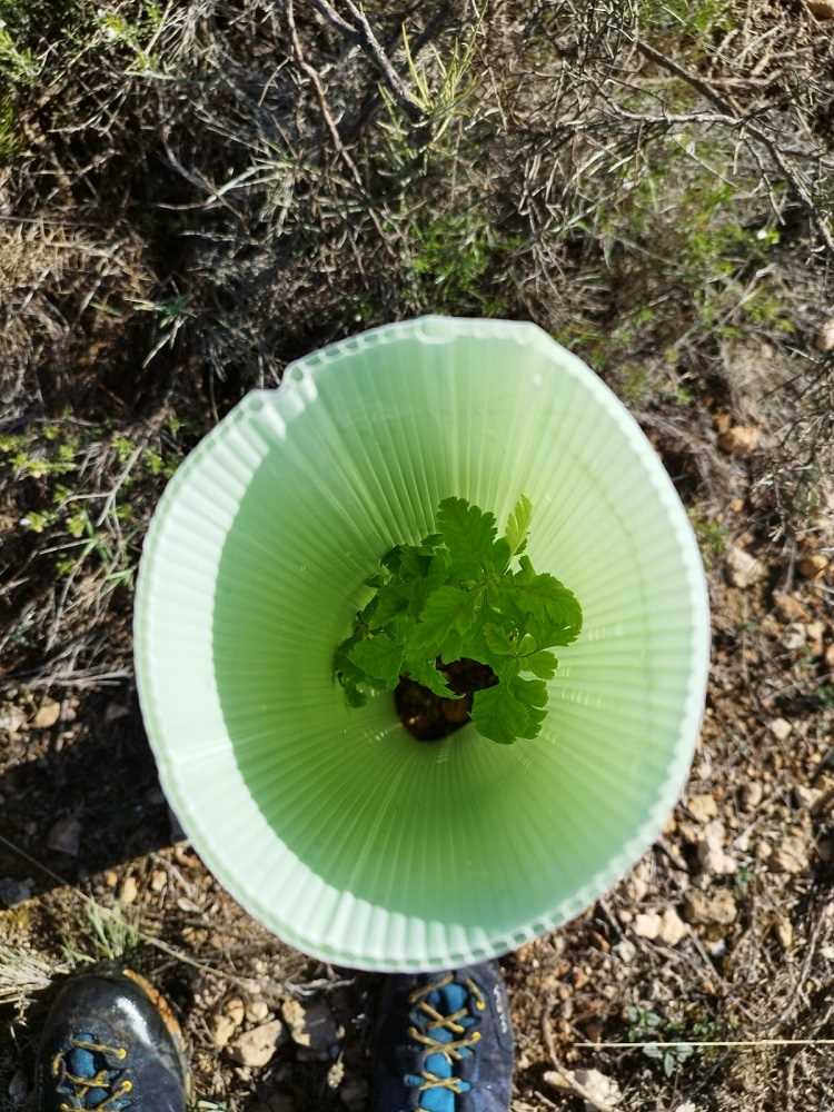 arbusto  plantón