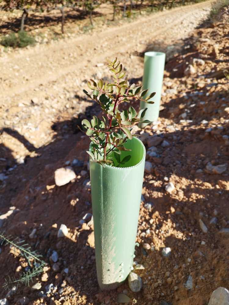 arbusto plantón