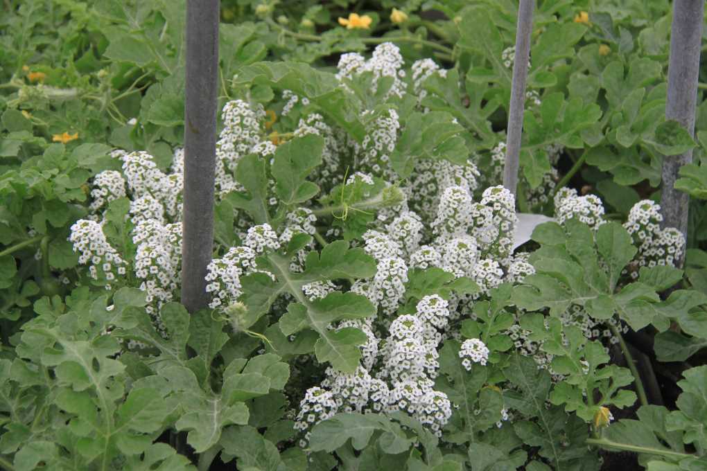 lobularia marítima