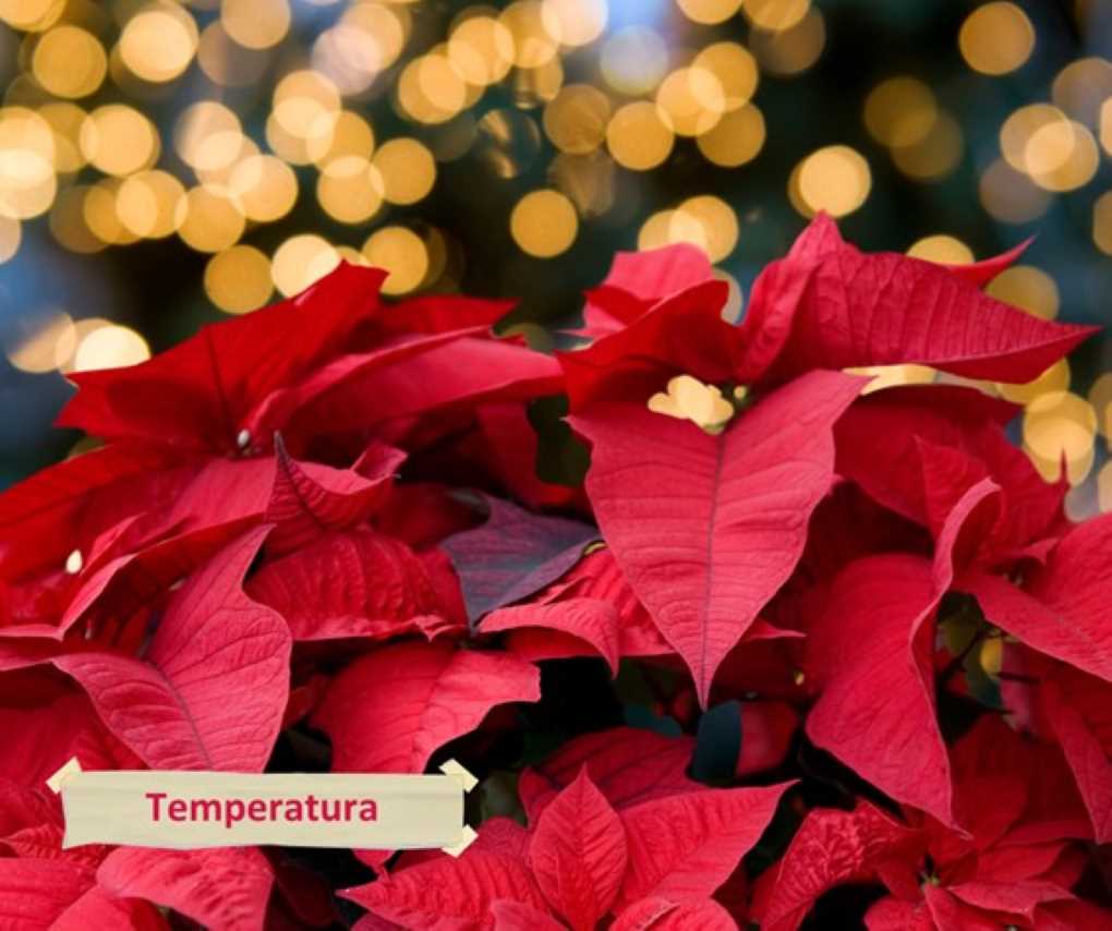 poinsettia flor de pascua