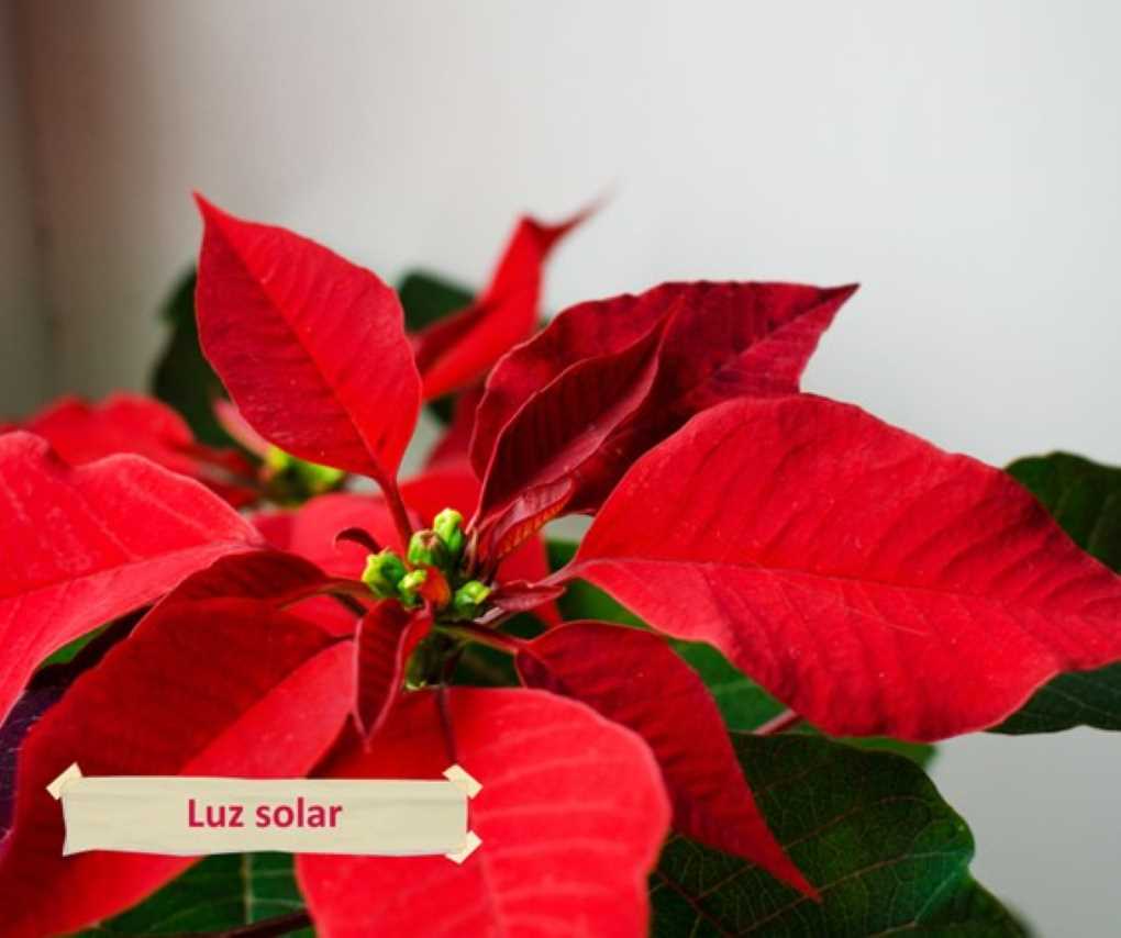 poinsettia flor de pascua
