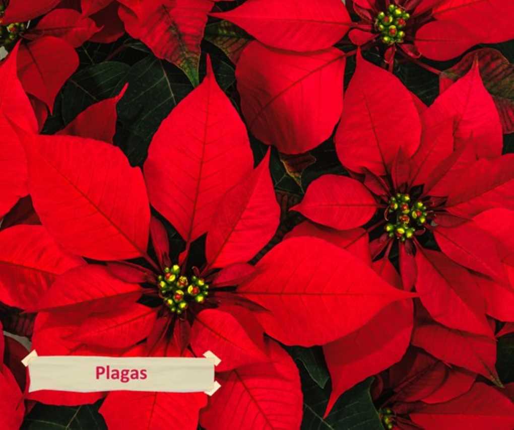 poinsettia flor de pascua