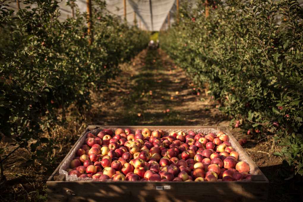 suelos frutales