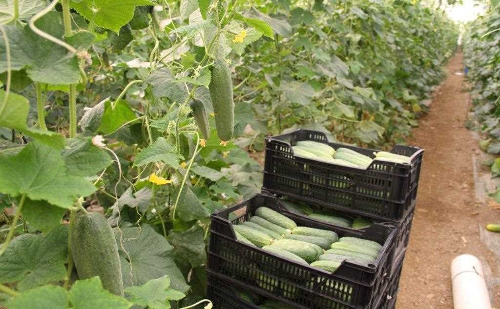 Pepinos