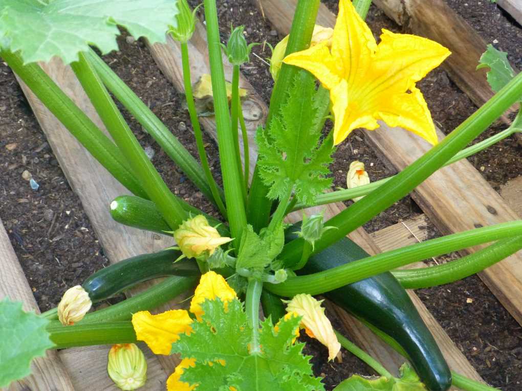 flor calabacín