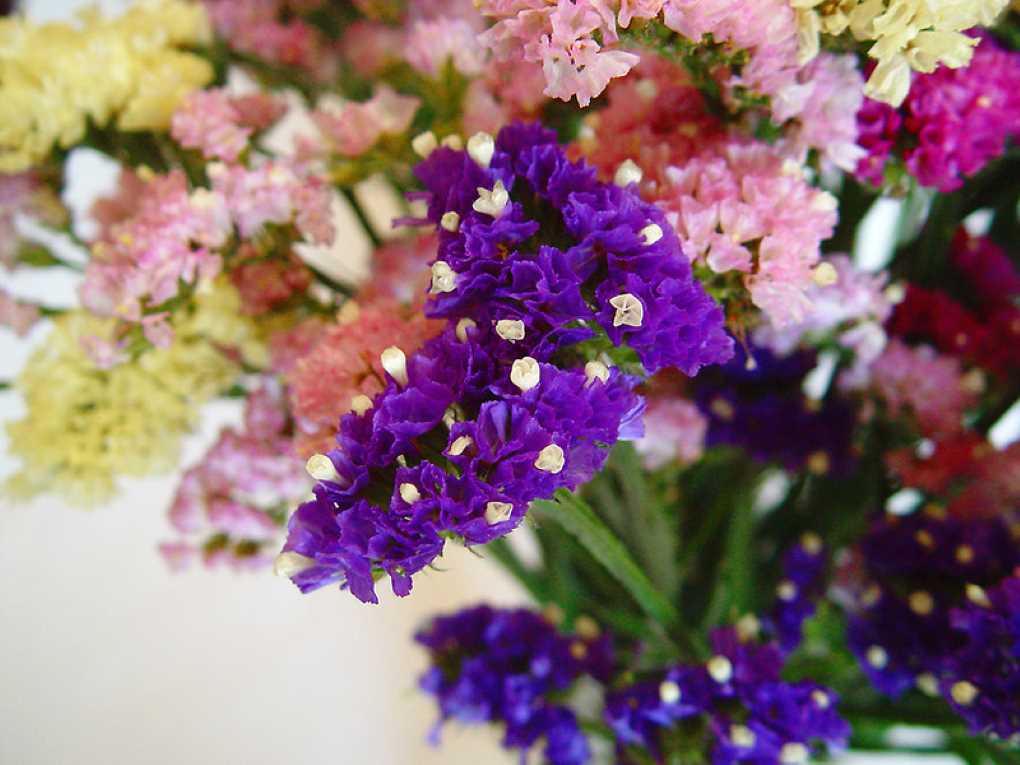 flores secas