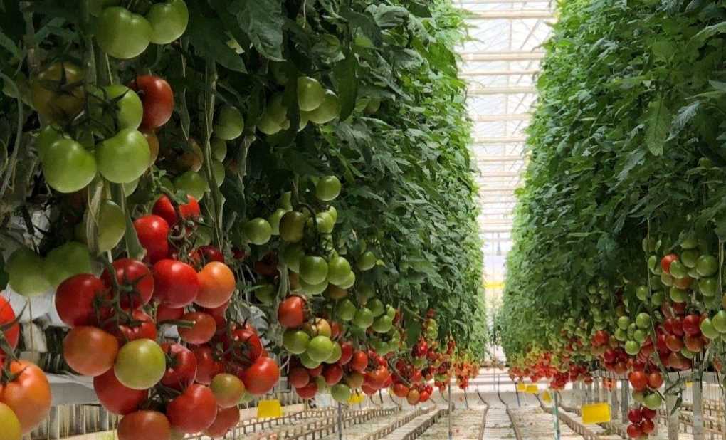 tomates invernadero