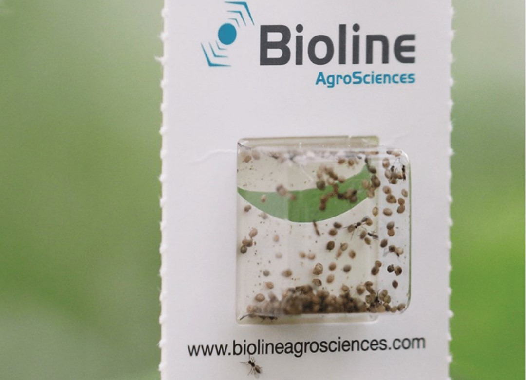 APHIDIUS COLEMANI BLISTER