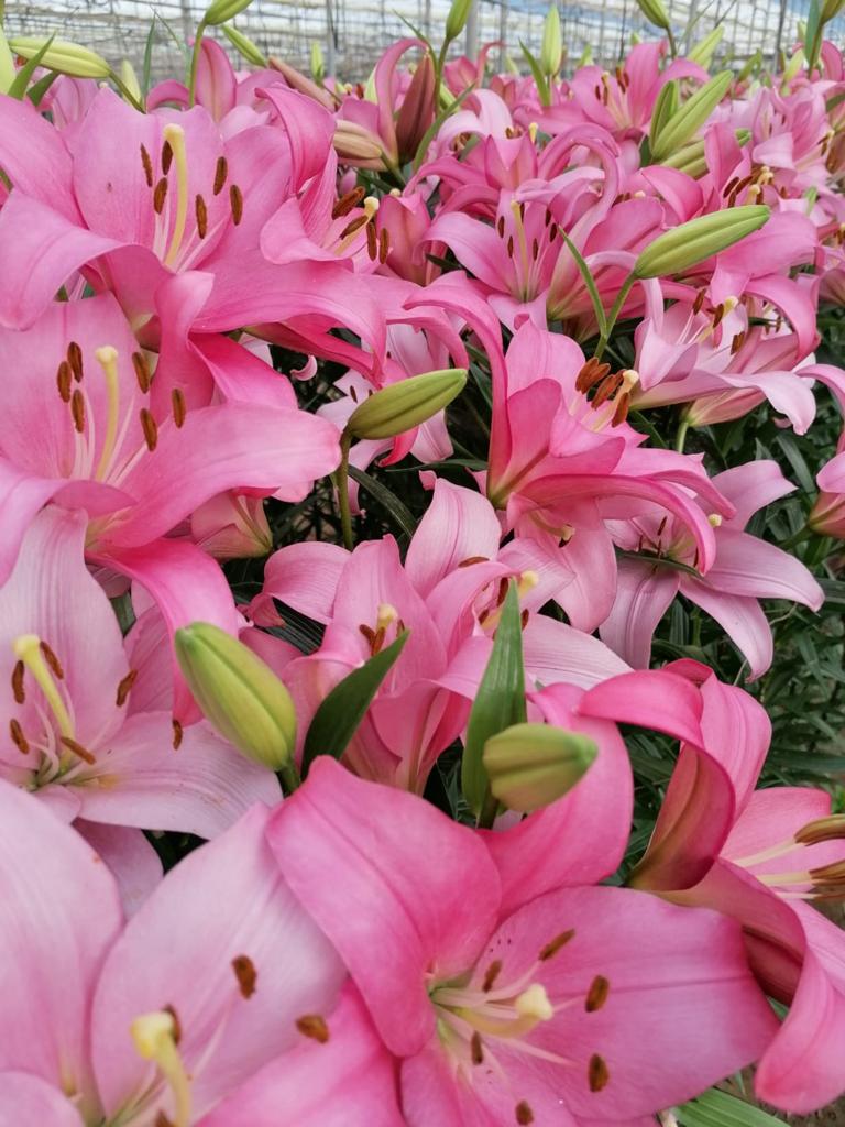 Lilium en flor_COEXPHAL