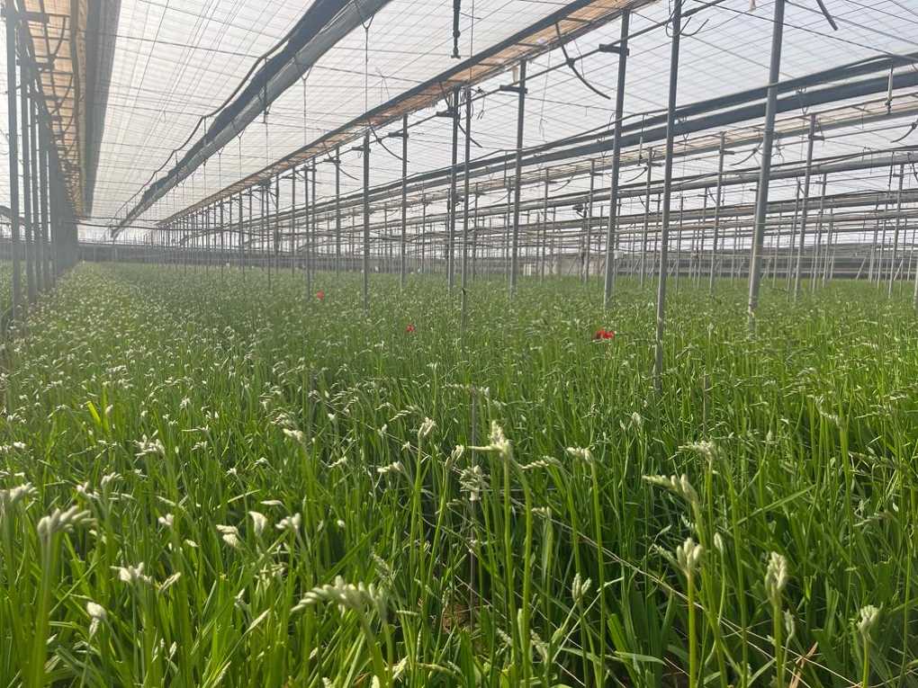 Fresias_COEXPHAL