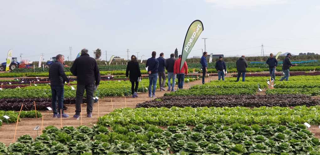 Lettuce Innovation Days (1)-1