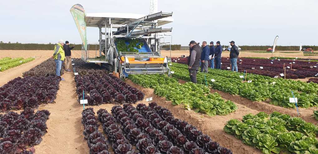 Lettuce Innovation Day