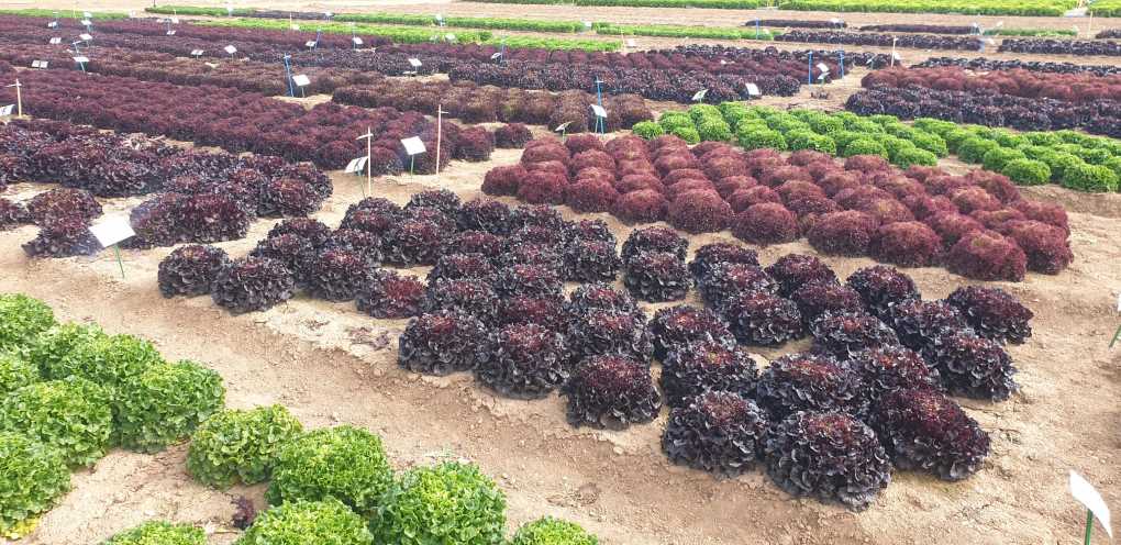 Lettuce Innovation Days