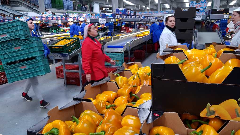 Manipulado almacén hortofrutícola