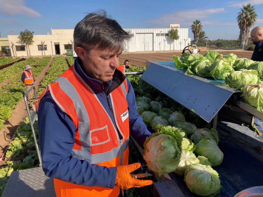 Recolección mecanizada lechuga iceberg BASF