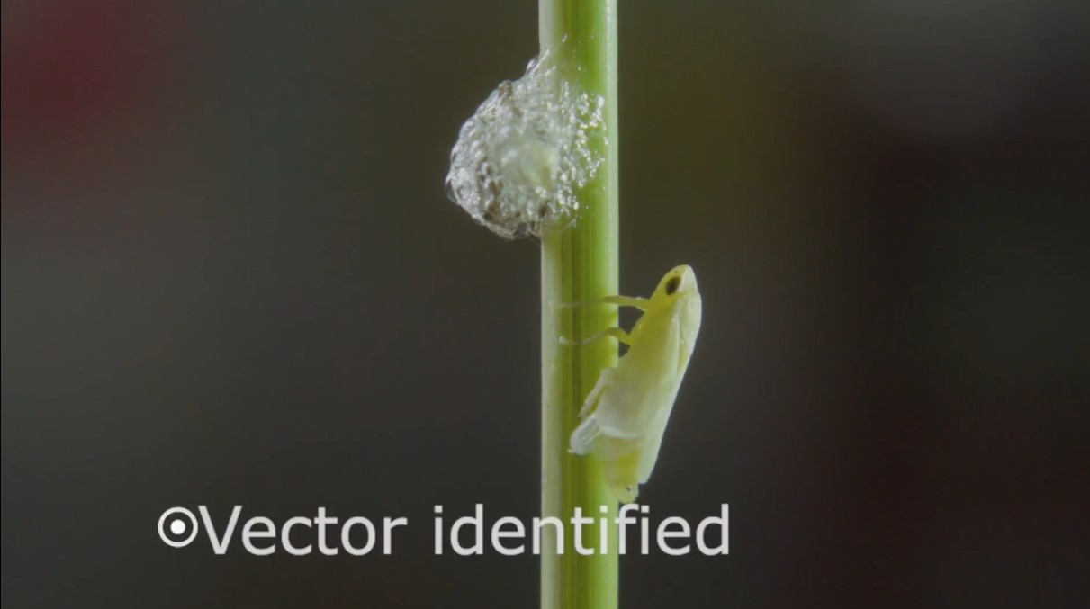 vector xilella