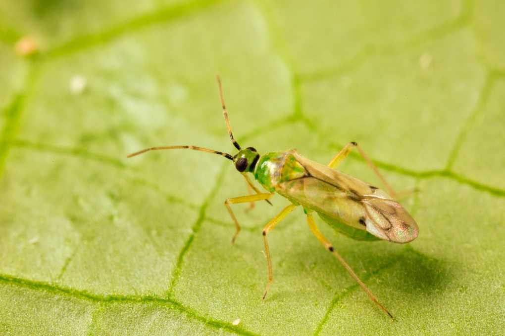 Nesidiocoris tenuis