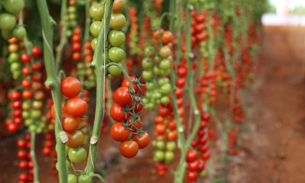 tomates marruecos