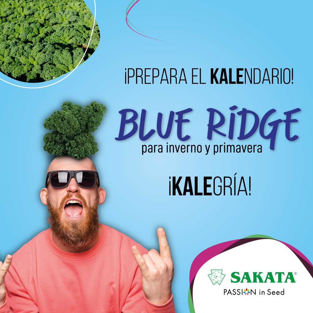 blueRidge_Sakata