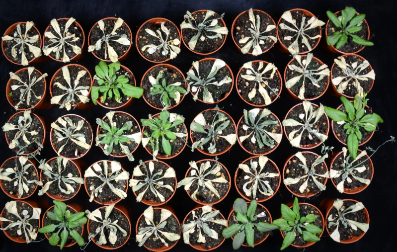 Plantas_sequía-CSIC