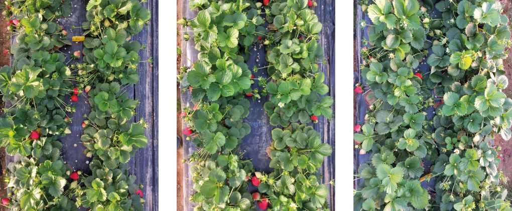 Fresas con dos tipos de biofertilizante y con oFrass (última)