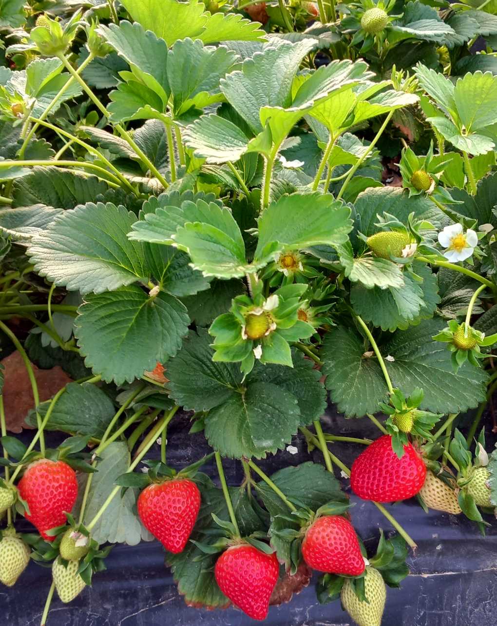 Fresas oFrass cosecha (002)