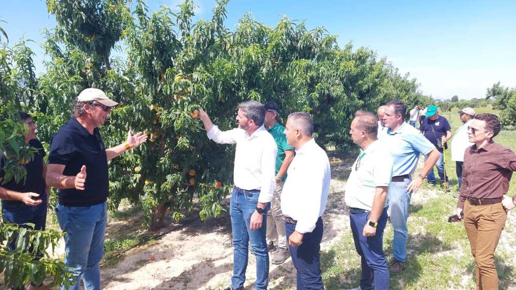 IMIDA Fruta de hueso (2)