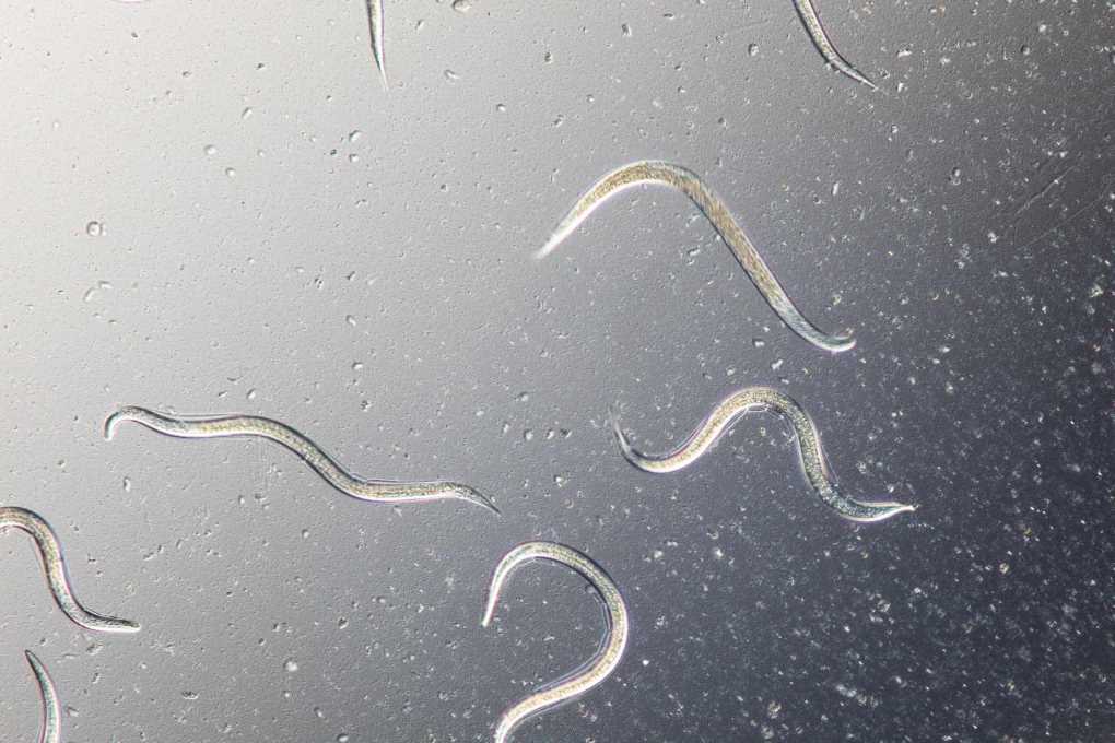 nematodos koppert