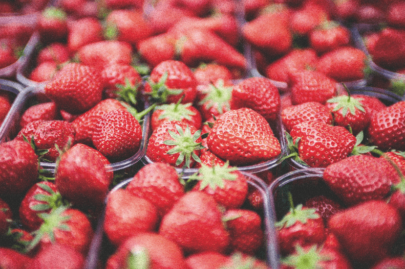 Campaña de fresas