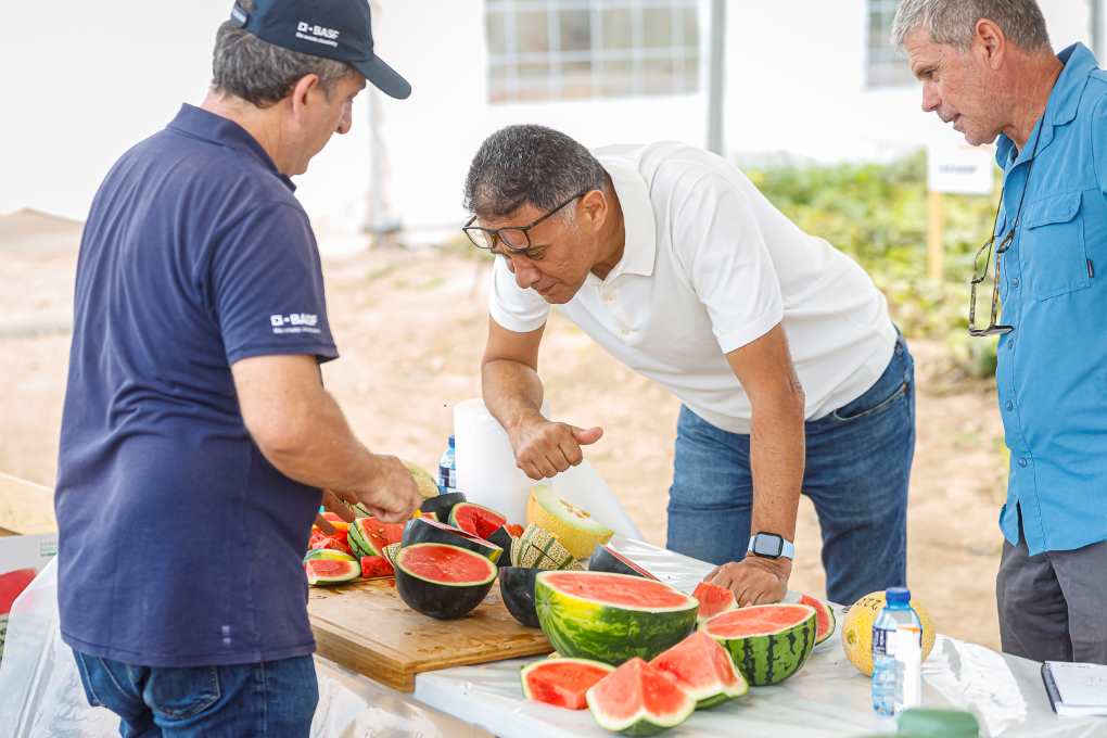 melon sandia basf